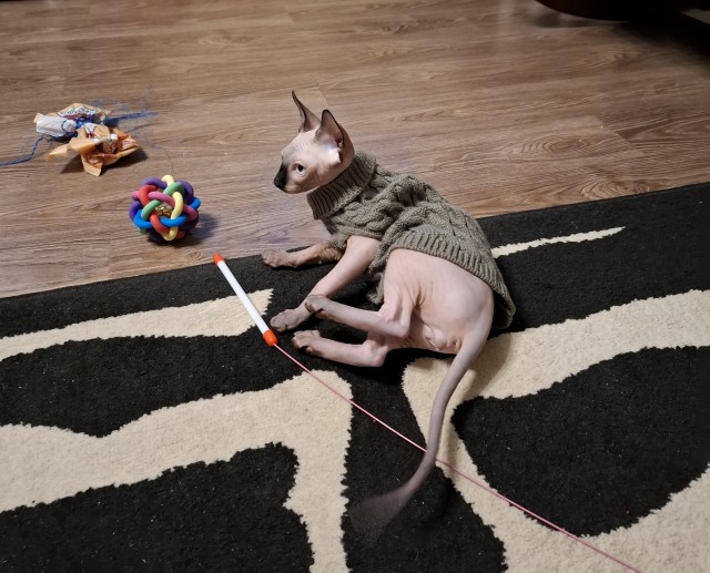 В защиту кошек породы Сфинкс канадский...