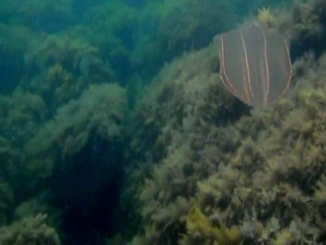 Крымские впечатления, часть 2: медузы Чёрного моря.