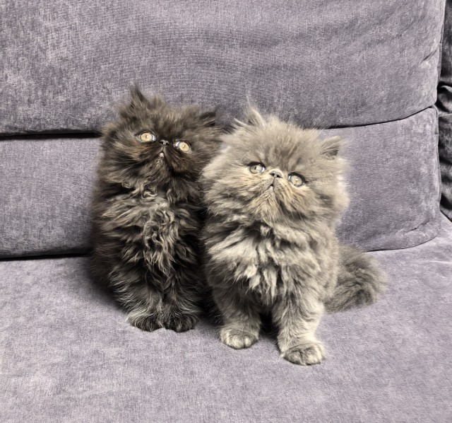 Котовторник. Прибавление.