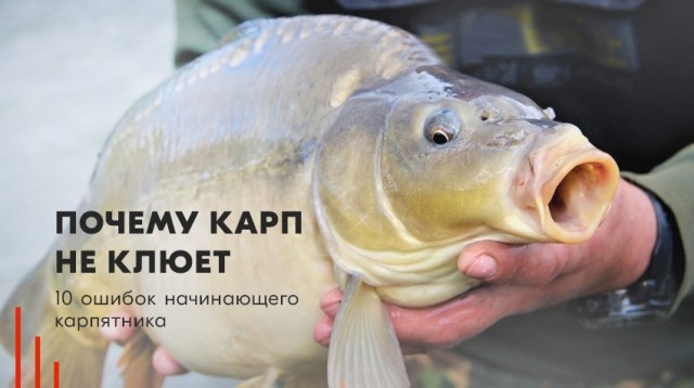 Лошадь или корова?
