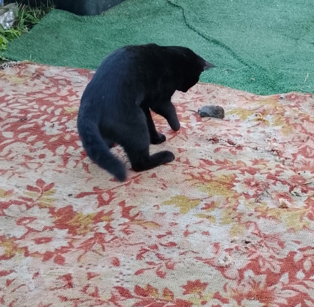 С котовторником!