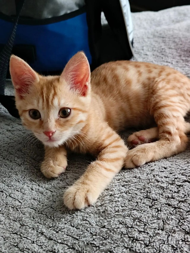 Фотки красивого кота.