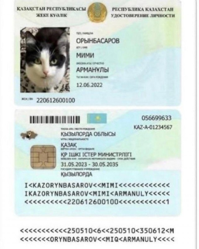 Котам в Казахстане начали выдавать паспорта
