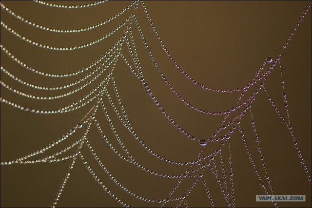 Жемчужною росою да через серебро умыться...
