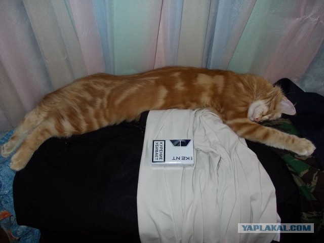 Котовторник   17.12.2013