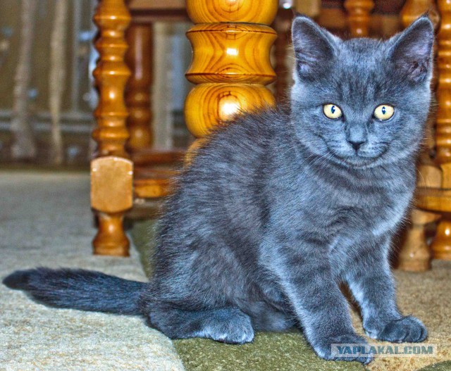 Завидую своему коту