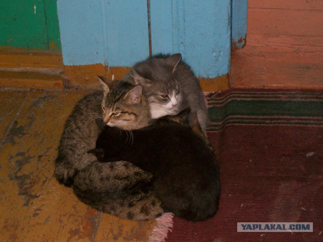 Котовторник 6.05.2014