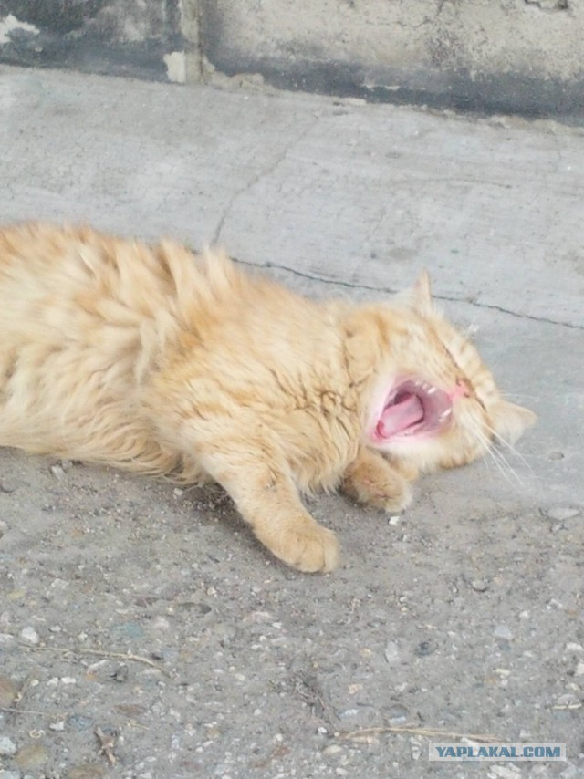 Котовторник  08.07.2014