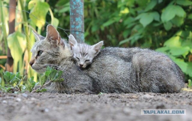Котовторник 22.07.14
