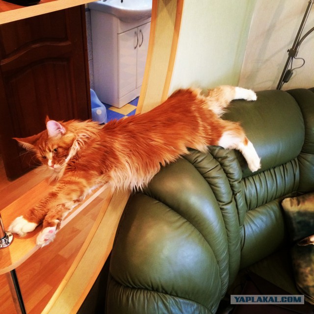 Котовторник 19.08.2014