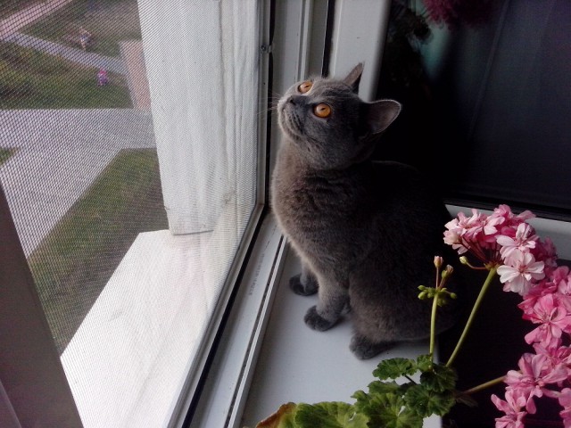Котовторник 26.08.14.
