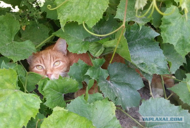 Котовторник 09.09.2014