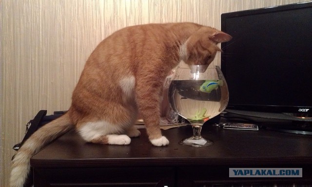 Котовторник 23.09.2014.