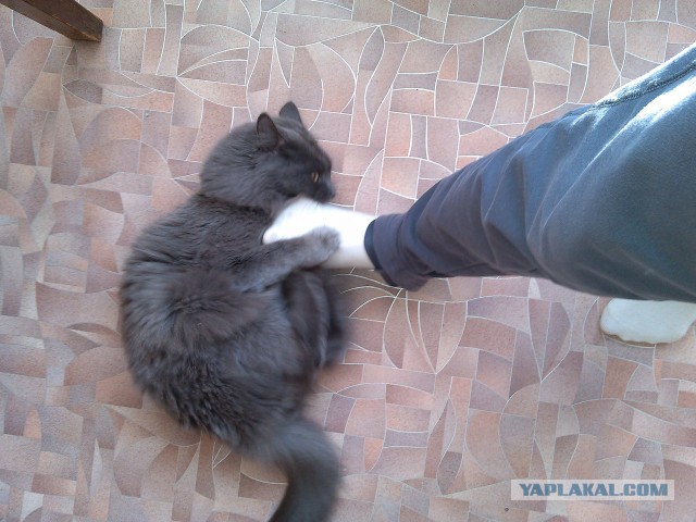 Котовторник 30.09.2014