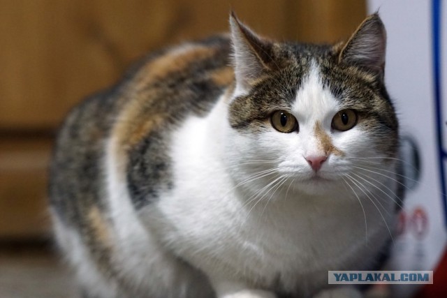 Котовторник 20.01.2015