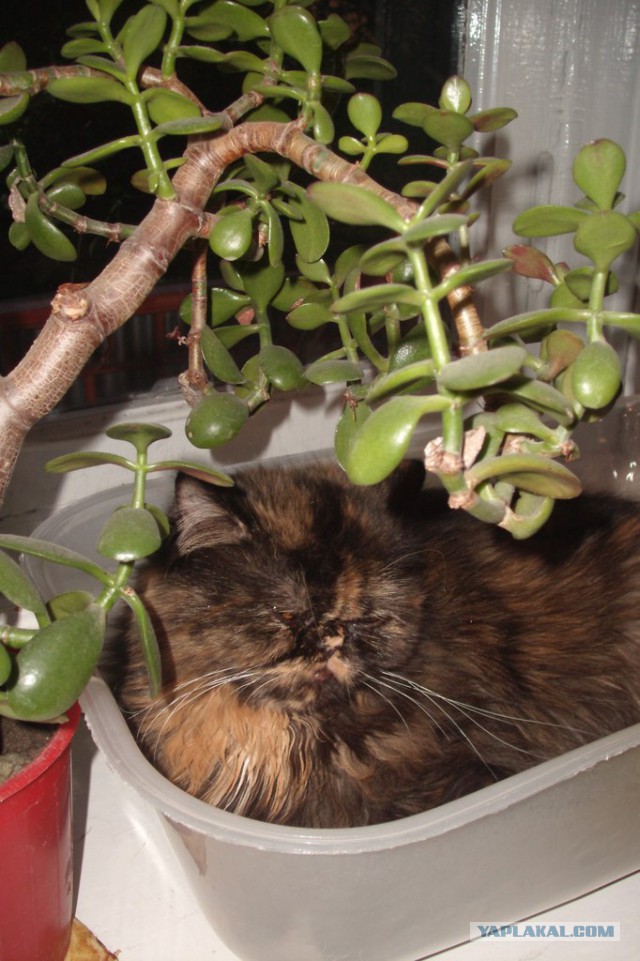 Котовторник 20.01.2015