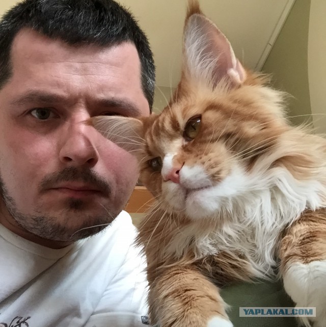 Котовторник