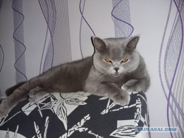 Котовторник 11.08.2015