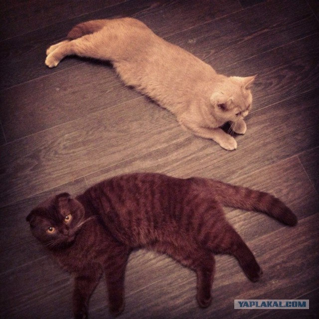 Продолжение темы котенка Солнышка.