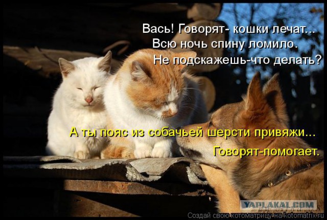 Собаки против котов