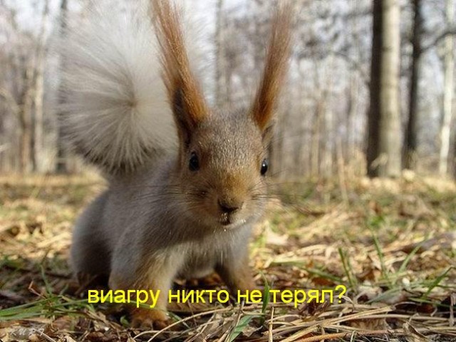 БЕЛКИ. Все про белок, прикольные белки!
