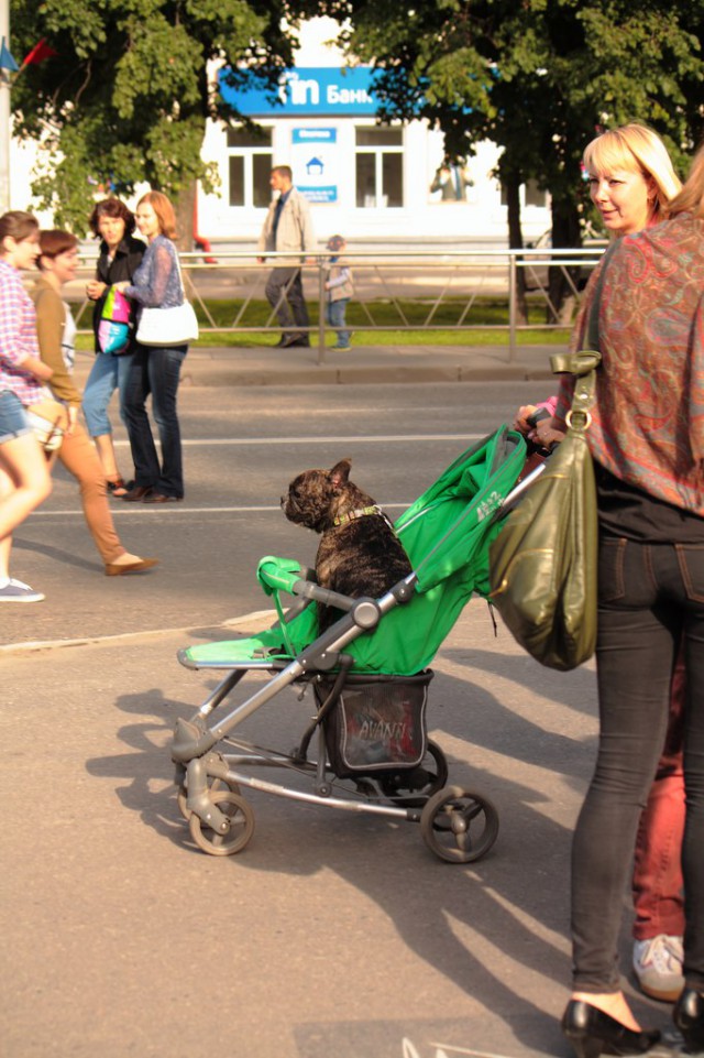 Собакочетверг! Собачки любимые!