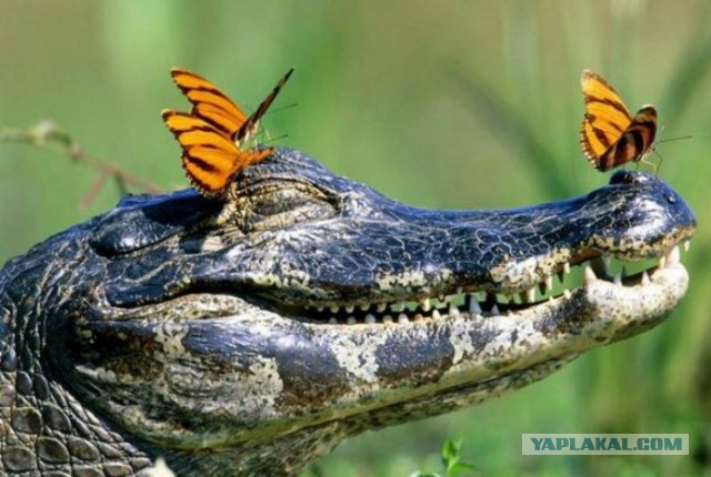 Подборка картинок 19.02.16