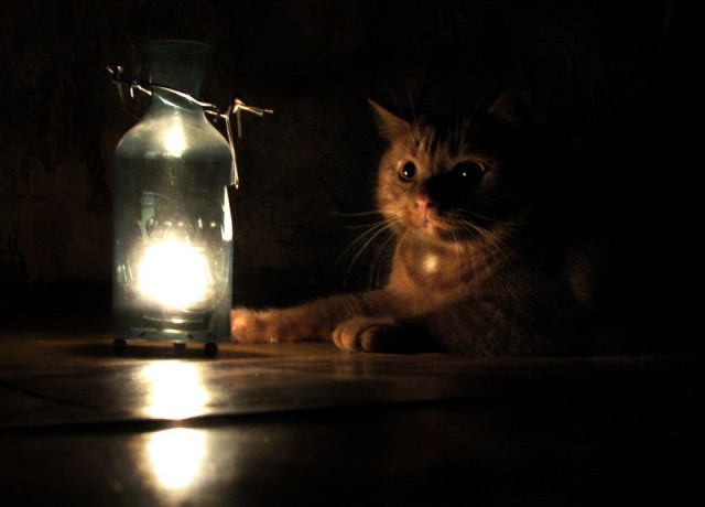 Коты, кошки, котята