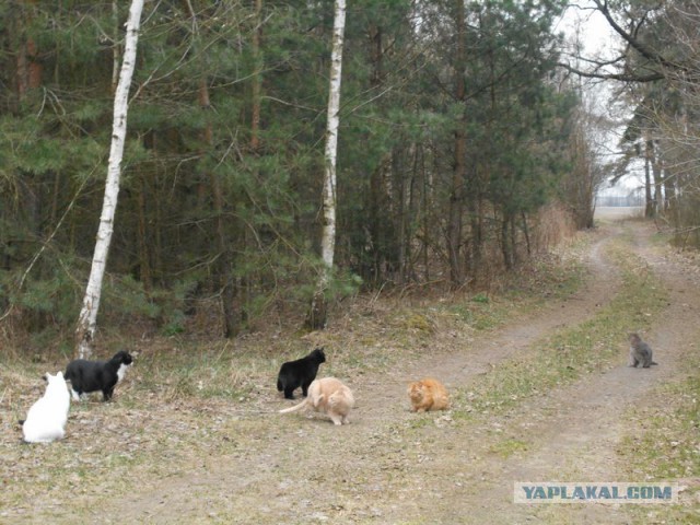 Жизнь домашнего приюта для котеек 108