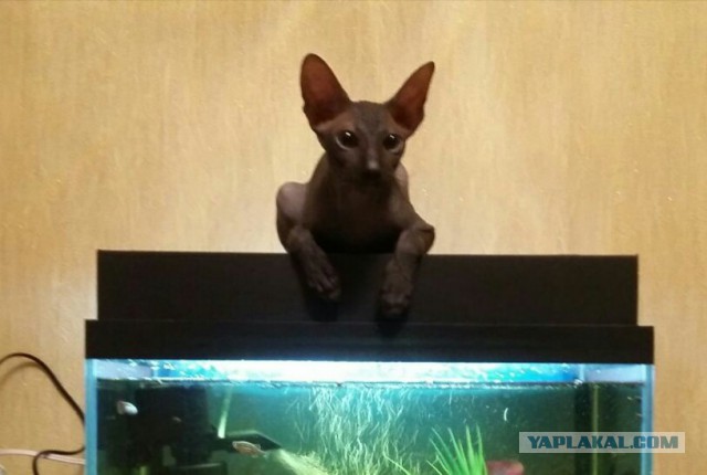 Любовь и Фубля