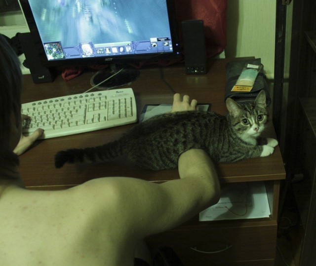 Коты из сети
