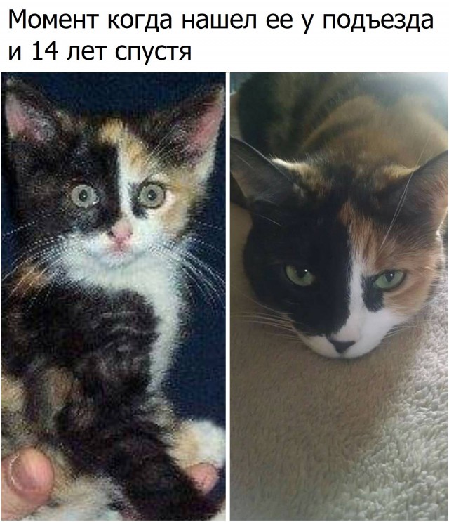 Коты из сети
