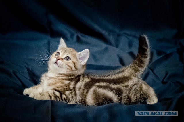 Котовторник 10.01.2017