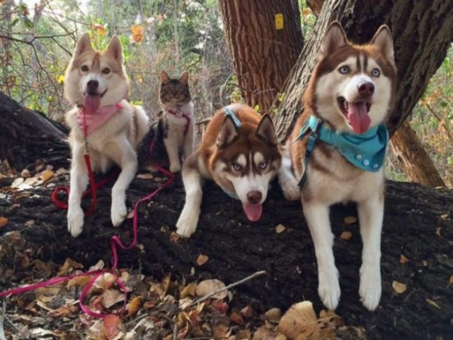 Сибирские хаски «удочерили» лучшую подругу-кошку