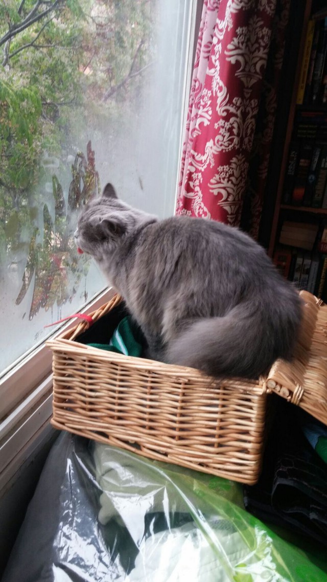 Котовторник  15.08.2017