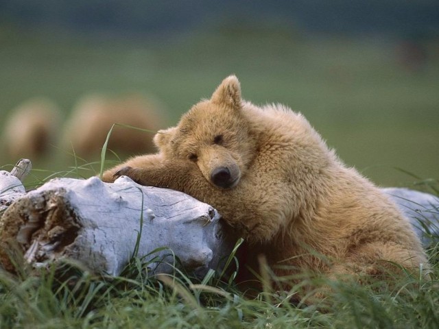 Живность из сети