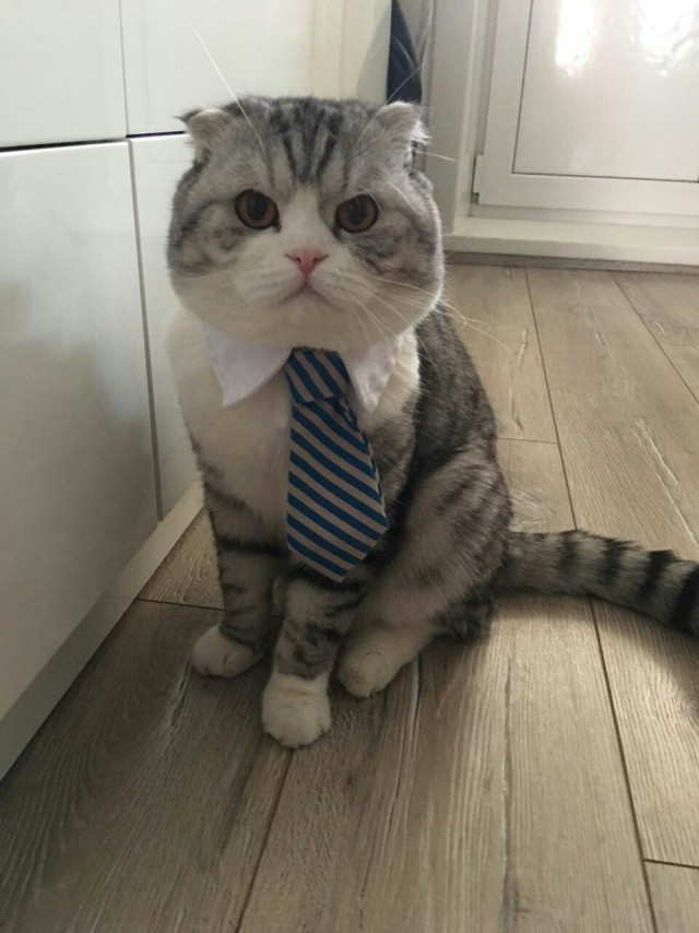 Коты и Кошки