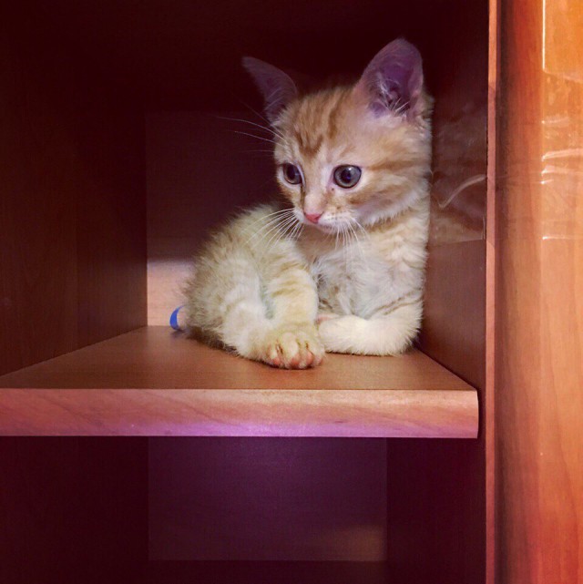 Коты и Кошки