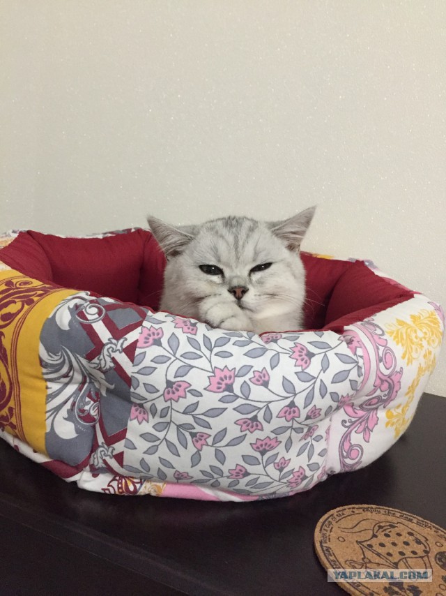 Котовторник 28.11.2017