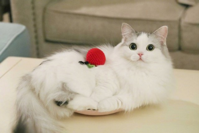 Коты и Кошки