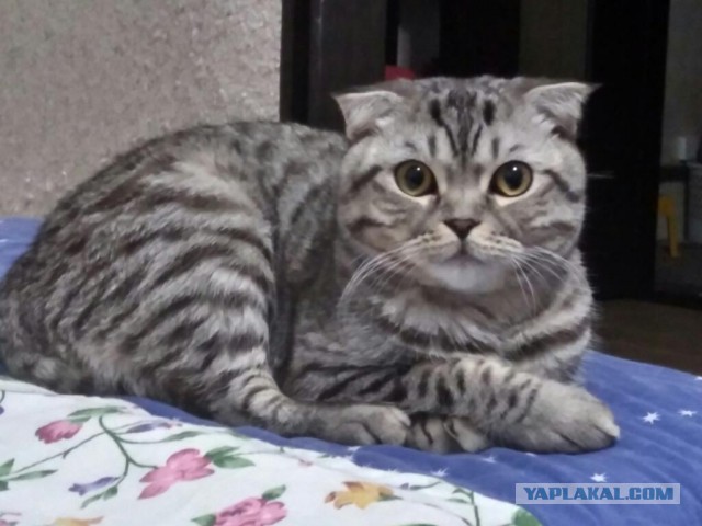 Котовторник  05.12.2017