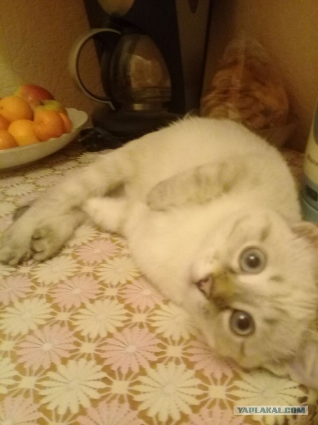 Котовторник  19.12.2017