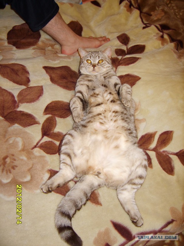 Котовторник 9.01.2018