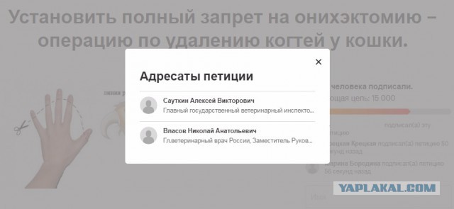 Любители котиков, я в вас верю.