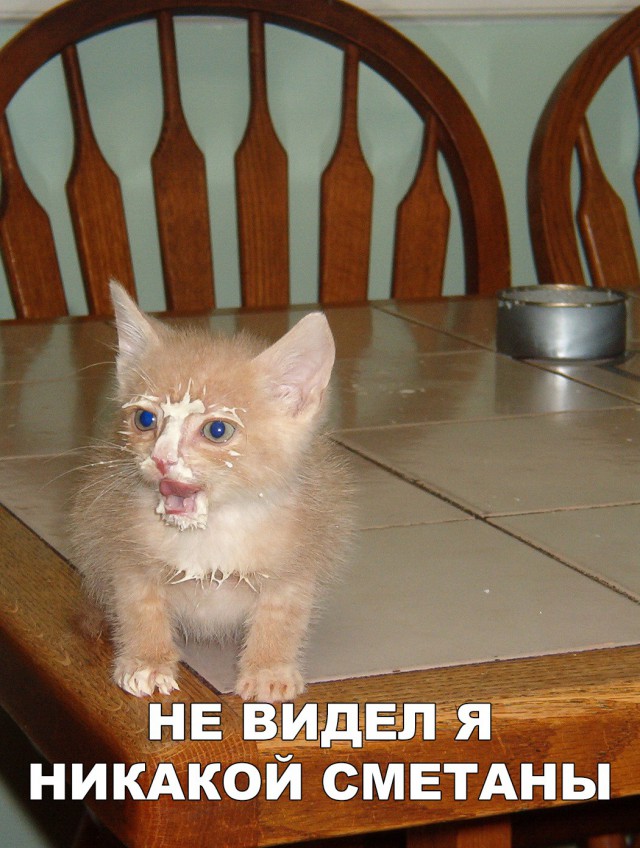 Подборка настоящих котов