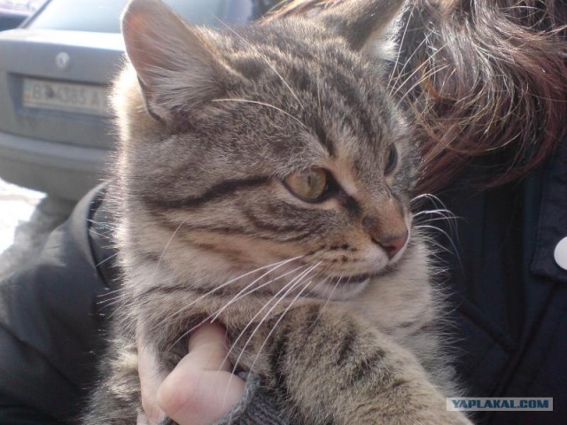 Котовторник на ЯПлакалъ (20.05.08), прикольные коты, добавляем свои!
