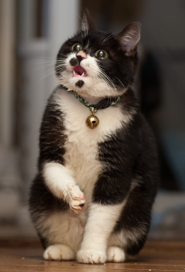 Прикольных котов пост