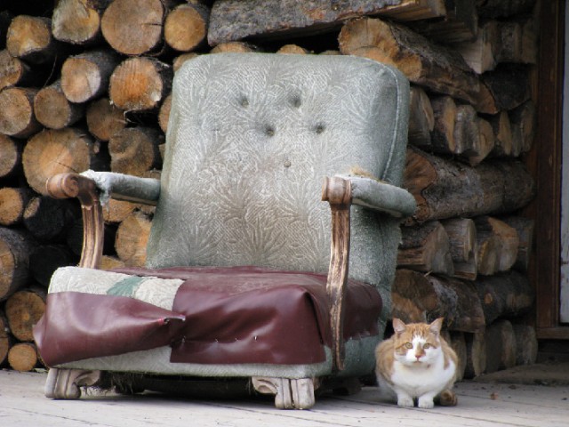 Котовторник на ферме (65 фот)