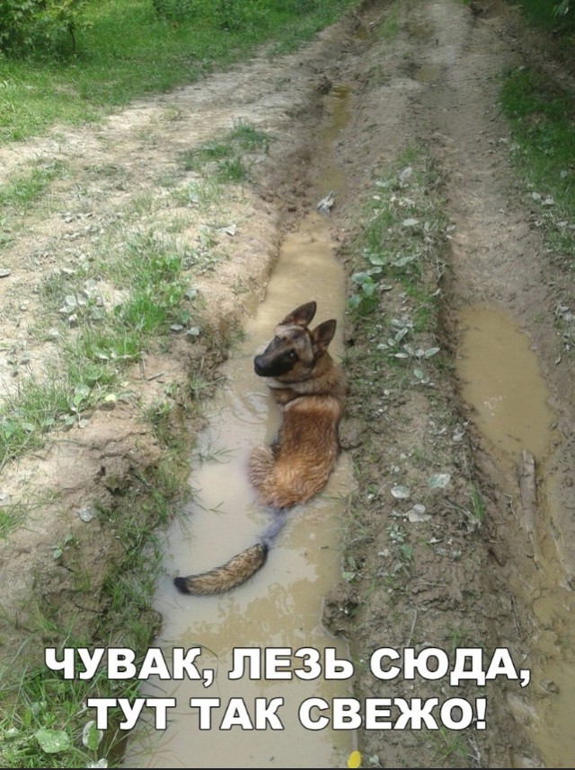 Милые животные. Мимиметр сломался