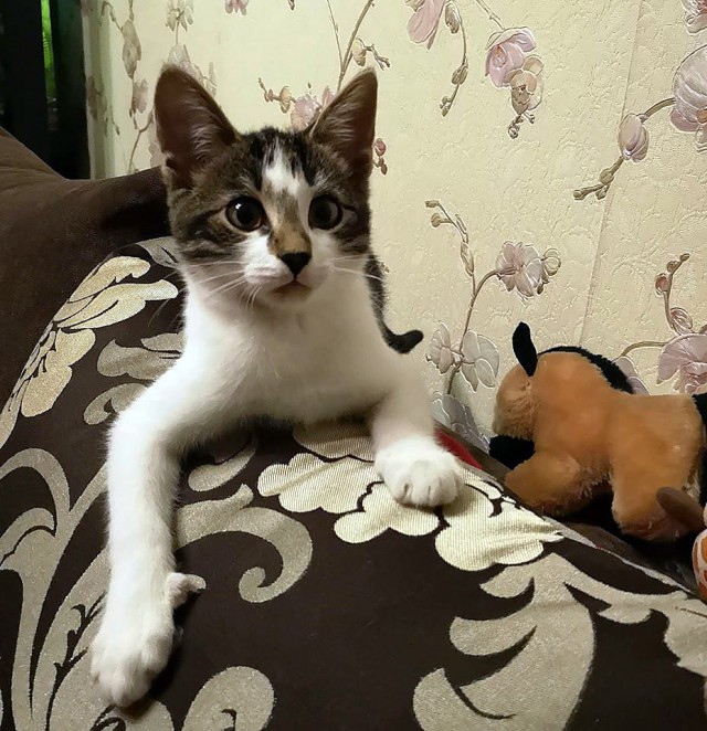 Прикольных котов пост